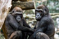 Lowland Gorilla (2009) by Mehgan Murphy. Original from Smithsonian's National Zoo. Digitally enhanced by rawpixel.