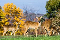 Eld's Deer (2010) by Mehgan Murphy. Original from Smithsonian's National Zoo. Digitally enhanced by rawpixel.