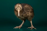 Brown Kiwi (2010) by Smithsonian Institution. Original from Smithsonian&#39;s National Zoo. Digitally enhanced by rawpixel.