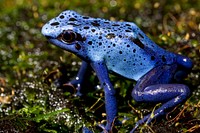 Blue Poison Frog (2010) by Smithsonian Institution. Original from Smithsonian&#39;s National Zoo. Digitally enhanced by rawpixel.