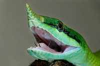 Rhinoceros Snake (2010) by Smithsonian Institution. Original from Smithsonian's National Zoo. Digitally enhanced by rawpixel.