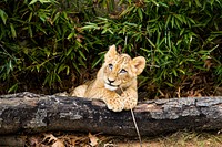 African Lion by Mehgan Murphy. Original from Smithsonian's National Zoo. Digitally enhanced by rawpixel.