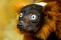 Red Ruffed Lemur (2014) by Clyde Nishimura. Original from Smithsonian's National Zoo. Digitally enhanced by rawpixel.