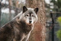 Gray Wolf (2012) by Brittany Steff. Original from Smithsonian&#39;s National Zoo. Digitally enhanced by rawpixel.