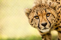 Cheetah (2014) by Ronda Gregorio. Original from Smithsonian's National Zoo. Digitally enhanced by rawpixel.