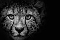 Cheetah on black background, remixed from photography by Ronda Gregorio