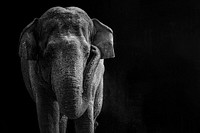 Asian Elephant on black background, remixed from photography by Adam Mason