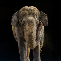 Asian Elephant (2016) by Adam Mason. Original from Smithsonian&#39;s National Zoo. Digitally enhanced by rawpixel.
