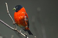 Red Siskin (2016). Original from Smithsonian's National Zoo. Digitally enhanced by rawpixel.