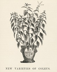 New varieties of coleus engraved by <a href="https://www.rawpixel.com/search/Benjamin%20Fawcett?&amp;page=1">Benjamin Fawcett</a> (1808-1893) for <a href="https://www.rawpixel.com/search/Shirley%20Hibberd?&amp;page=1">Shirley Hibberd</a>&rsquo;s (1825-1890) New and Rare Beautiful-Leaved Plants. Digitally enhanced from our own 1929 edition of the publication.