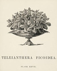 Teleianthera Ficoidea engraved by <a href="https://www.rawpixel.com/search/Benjamin%20Fawcett?&amp;page=1">Benjamin Fawcett</a> (1808-1893) for <a href="https://www.rawpixel.com/search/Shirley%20Hibberd?&amp;page=1">Shirley Hibber</a>d&rsquo;s (1825-1890) New and Rare Beautiful-Leaved Plants. Digitally enhanced from our own 1929 edition of the publication.