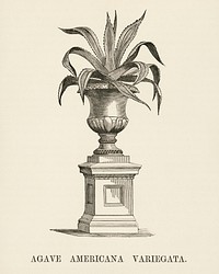 American Aloe (Agave Americana Variegata) engraved by <a href="https://www.rawpixel.com/search/Benjamin%20Fawcett?&amp;page=1">Benjamin Fawcett</a> (1808-1893) for <a href="https://www.rawpixel.com/search/Shirley%20Hibberd?&amp;page=1">Shirley Hibberd&rsquo;</a>s (1825-1890) New and Rare Beautiful-Leaved Plants. Digitally enhanced from our own 1929 edition of the publication.