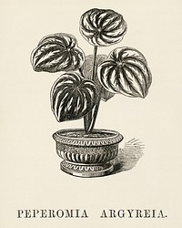 Watermelon Begonia (Peperomia Argyreia) engraved by Benjamin Fawcett (1808-1893) for Shirley Hibberd&rsquo;s (1825-1890) New and Rare Beautiful-Leaved Plants. Digitally enhanced from our own 1929 edition of the publication.