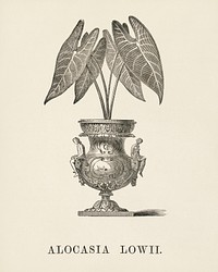 Elephant&#39;s Ear (Alocasia Lowii) engraved by <a href="https://www.rawpixel.com/search/Benjamin%20Fawcett?&amp;page=1">Benjamin Fawcett</a> (1808-1893) for <a href="https://www.rawpixel.com/search/Shirley%20Hibberd?&amp;page=1">Shirley Hibberd</a>&rsquo;s (1825-1890) New and Rare Beautiful-Leaved Plants. Digitally enhanced from our own 1929 edition of the publication.