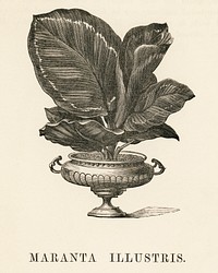 Rose Painted Calathea (Maranta illustris) engraved by <a href="https://www.rawpixel.com/search/Benjamin%20Fawcett?&amp;page=1">Benjamin Fawcett</a> (1808-1893) for <a href="https://www.rawpixel.com/search/Shirley%20Hibberd?&amp;page=1">Shirley Hibberd</a>&rsquo;s (1825-1890) New and Rare Beautiful-Leaved Plants. Digitally enhanced from our own 1929 edition of the publication.