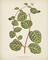 Lonicera Brachypoda engraved by <a href="https://www.rawpixel.com/search/Benjamin%20Fawcett?&amp;page=1">Benjamin Fawcett </a>(1808-1893) for <a href="https://www.rawpixel.com/search/Shirley%20Hibberd?&amp;page=1">Shirley Hibberd</a>&rsquo;s (1825-1890) New and Rare Beautiful-Leaved Plants. Digitally enhanced from our own 1929 edition of the publication.