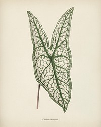 Heart of Jesus (Caladium Belleymel) engraved by <a href="https://www.rawpixel.com/search/Benjamin%20Fawcett?&amp;page=1">Benjamin Fawcett </a>(1808-1893) for <a href="https://www.rawpixel.com/search/Shirley%20Hibberd?&amp;page=1">Shirley Hibberd</a>&rsquo;s (1825-1890) New and Rare Beautiful-Leaved Plants. Digitally enhanced from our own 1929 edition of the publication.