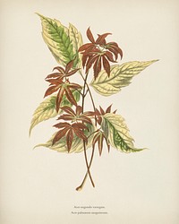 Variegated Box Elder (Acer Negundo Variegata) engraved by <a href="https://www.rawpixel.com/search/Benjamin%20Fawcett?&amp;page=1">Benjamin Fawcett</a> (1808-1893) for <a href="https://www.rawpixel.com/search/Shirley%20Hibberd?&amp;page=1">Shirley Hibberd</a>&rsquo;s (1825-1890) New and Rare Beautiful-Leaved Plants. Digitally enhanced from our own 1929 edition of the publication.