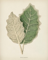 White-margined Nightshade (Solanum Marginatum) engraved by <a href="https://www.rawpixel.com/search/Benjamin%20Fawcett?&amp;page=1">Benjamin Fawcett</a> (1808-1893) for <a href="https://www.rawpixel.com/search/Shirley%20Hibberd?&amp;page=1">Shirley Hibberd&rsquo;</a>s (1825-1890) New and Rare Beautiful-Leaved Plants. Digitally enhanced from our own 1929 edition of the publication.
