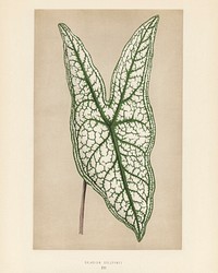 Heart of Jesus (Caladium Belleymel). Digitally enhanced from our own 1929 edition of New and Rare Beautiful-Leaved Plants by Benjamin Fawcett (1808-1893) for Shirley Hibberd&rsquo;s (1825-1890).