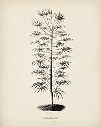 Aralia Veitchii engraved by <a href="https://www.rawpixel.com/search/Benjamin%20Fawcett?&amp;page=1">Benjamin Fawcett</a> (1808-1893) for <a href="https://www.rawpixel.com/search/Shirley%20Hibberd?&amp;page=1">Shirley Hibberd</a>&rsquo;s (1825-1890) New and Rare Beautiful-Leaved Plants. Digitally enhanced from our own 1929 edition of the publication.