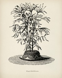 Slender Lady Palm (Rhapis Flabelliformis) engraved by <a href="https://www.rawpixel.com/search/Benjamin%20Fawcett?&amp;page=1">Benjamin Fawcett</a> (1808-1893) for <a href="https://www.rawpixel.com/search/Shirley%20Hibberd?&amp;page=1">Shirley Hibberd</a>&rsquo;s (1825-1890) New and Rare Beautiful-Leaved Plants. Digitally enhanced from our own 1929 edition of the publication.