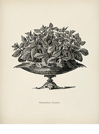 Teleianthera ficodea by <a href="https://www.rawpixel.com/search/Benjamin%20Fawcett?&amp;page=1">Benjamin Fawcett</a> (1808-1893) for <a href="https://www.rawpixel.com/search/Shirley%20Hibberd?&amp;page=1">Shirley Hibberd</a>&rsquo;s (1825-1890) New and Rare Beautiful-Leaved Plants. Digitally enhanced from our own 1929 edition of the publication.