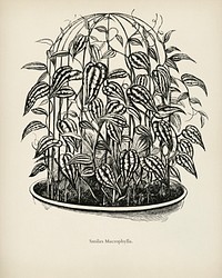 Catbriers (Smilax Macrophylla) engraved by<a href="https://www.rawpixel.com/search/Benjamin%20Fawcett?&amp;page=1"> Benjamin Fawcett</a> (1808-1893) for <a href="https://www.rawpixel.com/search/Shirley%20Hibberd?&amp;page=1">Shirley Hibberd</a>&rsquo;s (1825-1890) New and Rare Beautiful-Leaved Plants. Digitally enhanced from our own 1929 edition of the publication.