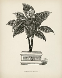 Dichorisandra Mosaica engraved by <a href="https://www.rawpixel.com/search/Benjamin%20Fawcett?&amp;page=1">Benjamin Fawcett</a> (1808-1893) for <a href="https://www.rawpixel.com/search/Shirley%20Hibberd?&amp;page=1">Shirley Hibberd</a>&rsquo;s (1825-1890) New and Rare Beautiful-Leaved Plants. Digitally enhanced from our own 1929 edition of the publication.