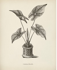 Heart of Jesus (Caladium Mirabile) engraved by <a href="https://www.rawpixel.com/search/Benjamin%20Fawcett?&amp;page=1">Benjamin Fawcett</a> (1808-1893) for <a href="https://www.rawpixel.com/search/Shirley%20Hibberd?&amp;page=1">Shirley Hibberd</a>&rsquo;s (1825-1890) New and Rare Beautiful-Leaved Plants. Digitally enhanced from our own 1929 edition of the publication.