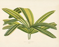 Slender Lady Palm (Rhapis Flabelliformis). Digitally enhanced from our own 1929 edition of New and Rare Beautiful-Leaved Plants by Benjamin Fawcett (1808-1893) for Shirley Hibberd&rsquo;s (1825-1890).