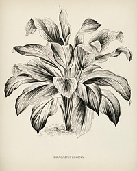 Queenly Dracaena (Dracaena regina) engraved by <a href="https://www.rawpixel.com/search/Benjamin%20Fawcett?&amp;page=1">Benjamin Fawcett</a> (1808-1893) for <a href="https://www.rawpixel.com/search/Shirley%20Hibberd?&amp;page=1">Shirley Hibberd</a>&rsquo;s (1825-1890) New and Rare Beautiful-Leaved Plants. Digitally enhanced from our own 1929 edition of the publication.
