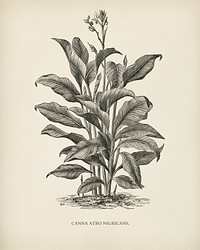 Canna atro nigricans engraved by <a href="https://www.rawpixel.com/search/Benjamin%20Fawcett?&amp;page=1">Benjamin Fawcett</a> (1808-1893) for <a href="https://www.rawpixel.com/search/Shirley%20Hibberd?&amp;page=1">Shirley Hibberd</a>&rsquo;s (1825-1890) New and Rare Beautiful-Leaved Plants. Digitally enhanced from our own 1929 edition of the publication.