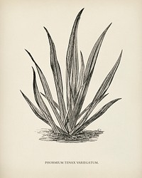 Variegated New Zealand Flax (Phormium Tenax Variegatum) engraved by <a href="https://www.rawpixel.com/search/Benjamin%20Fawcett?&amp;page=1">Benjamin Fawcett </a>(1808-1893) for <a href="https://www.rawpixel.com/search/Shirley%20Hibberd?&amp;page=1">Shirley Hibberd</a>&rsquo;s (1825-1890) New and Rare Beautiful-Leaved Plants. Digitally enhanced from our own 1929 edition of the publication.