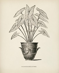 Angel Wings (Caladium Belleymei) engraved by <a href="https://www.rawpixel.com/search/Benjamin%20Fawcett?&amp;page=1">Benjamin Fawcett</a> (1808-1893) for <a href="https://www.rawpixel.com/search/Shirley%20Hibberd?&amp;page=1">Shirley Hibberd</a>&rsquo;s (1825-1890) New and Rare Beautiful-Leaved Plants. Digitally enhanced from our own 1929 edition of the publication.