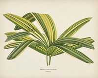 Slender Lady Palm (Rhapis Flabelliformis) engraved by <a href="https://www.rawpixel.com/search/Benjamin%20Fawcett?&amp;page=1">Benjamin Fawcett </a>(1808-1893) for <a href="https://www.rawpixel.com/search/Shirley%20Hibberd?&amp;page=1">Shirley Hibberd</a>&rsquo;s (1825-1890) New and Rare Beautiful-Leaved Plants. Digitally enhanced from our own 1929 edition of the publication.