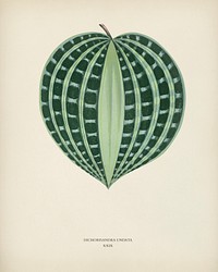 Seersucker Plant (Dichorisandra Undata) engraved by <a href="https://www.rawpixel.com/search/Benjamin%20Fawcett?&amp;page=1">Benjamin Fawcett</a> (1808-1893) for <a href="https://www.rawpixel.com/search/Shirley%20Hibberd?&amp;page=1">Shirley Hibberd</a>&rsquo;s (1825-1890) New and Rare Beautiful-Leaved Plants. Digitally enhanced from our own 1929 edition of the publication.