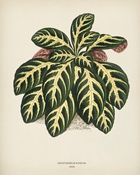 Eranthemum igneum engraved by <a href="https://www.rawpixel.com/search/Benjamin%20Fawcett?&amp;page=1">Benjamin Fawcett</a> (1808-1893) for <a href="https://www.rawpixel.com/search/Shirley%20Hibberd?&amp;page=1">Shirley Hibberd</a>&rsquo;s (1825-1890) New and Rare Beautiful-Leaved Plants. Digitally enhanced from our own 1929 edition of the publication.