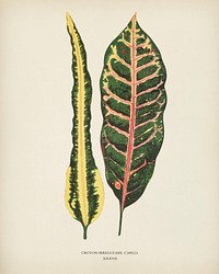 Croton irregulare engraved by <a href="https://www.rawpixel.com/search/Benjamin%20Fawcett?&amp;page=1">Benjamin Fawcett </a>(1808-1893) for<a href="https://www.rawpixel.com/search/Shirley%20Hibberd?&amp;page=1"> Shirley Hibberd</a>&rsquo;s (1825-1890) New and Rare Beautiful-Leaved Plants. Digitally enhanced from our own 1929 edition of the publication.