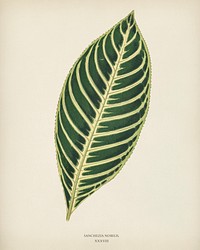 Tiger Plant (Sanchezia Nobilis) engraved by <a href="https://www.rawpixel.com/search/Benjamin%20Fawcett?&amp;page=1">Benjamin Fawcett </a>(1808-1893) for <a href="https://www.rawpixel.com/search/Shirley%20Hibberd?&amp;page=1">Shirley Hibberd</a>&rsquo;s (1825-1890) New and Rare Beautiful-Leaved Plants. Digitally enhanced from our own 1929 edition of the publication.