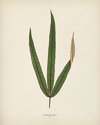 Terminalia elegans engraved by <a href="https://www.rawpixel.com/search/Benjamin%20Fawcett?&amp;page=1">Benjamin Fawcett</a> (1808-1893) for <a href="https://www.rawpixel.com/search/Shirley%20Hibberd?&amp;page=1">Shirley Hibberd</a>&rsquo;s (1825-1890) New and Rare Beautiful-Leaved Plants. Digitally enhanced from our own 1929 edition of the publication.