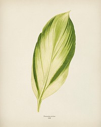 Dracaena recina engraved by <a href="https://www.rawpixel.com/search/Benjamin%20Fawcett?&amp;page=1">Benjamin Fawcett</a> (1808-1893) for <a href="https://www.rawpixel.com/search/Shirley%20Hibberd?&amp;page=1">Shirley Hibberd</a>&rsquo;s (1825-1890) New and Rare Beautiful-Leaved Plants. Digitally enhanced from our own 1929 edition of the publication.