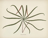 Aralia veitchii engraved by <a href="https://www.rawpixel.com/search/Benjamin%20Fawcett?&amp;page=1">Benjamin Fawcett</a> (1808-1893) for <a href="https://www.rawpixel.com/search/Shirley%20Hibberd?&amp;page=1">Shirley Hibberd&rsquo;</a>s (1825-1890) New and Rare Beautiful-Leaved Plants. Digitally enhanced from our own 1929 edition of the publication.