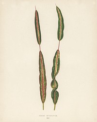 Croton interuptum. Digitally enhanced from our own 1929 edition of New and Rare Beautiful-Leaved Plants by Benjamin Fawcett (1808-1893) for Shirley Hibberd&rsquo;s (1825-1890).
