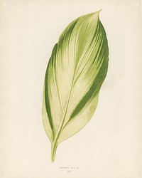 Dracaena recina. Digitally enhanced from our own 1929 edition of New and Rare Beautiful-Leaved Plants by Benjamin Fawcett (1808-1893) for Shirley Hibberd&rsquo;s (1825-1890).