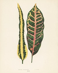 Croton irregulare. Digitally enhanced from our own 1929 edition of New and Rare Beautiful-Leaved Plants by Benjamin Fawcett (1808-1893) for Shirley Hibberd&rsquo;s (1825-1890).