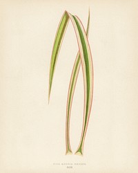 Dagger Plant (Yucca Aloifolia Variecata). Digitally enhanced from our own 1929 edition of New and Rare Beautiful-Leaved Plants by Benjamin Fawcett (1808-1893) for Shirley Hibberd&rsquo;s (1825-1890).