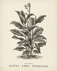 Indian Canna (Canna atro nigricans) engraved by <a href="https://www.rawpixel.com/search/Benjamin%20Fawcett?&amp;page=1">Benjamin Fawcett</a> (1808-1893) for <a href="https://www.rawpixel.com/search/Shirley%20Hibberd?&amp;page=1">Shirley Hibberd</a>&rsquo;s (1825-1890) New and Rare Beautiful-Leaved Plants. Digitally enhanced from our own 1929 edition of the publication.