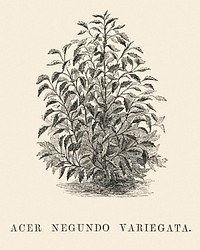 Acer Negundo Variegata engraved by <a href="https://www.rawpixel.com/search/Benjamin%20Fawcett?&amp;page=1">Benjamin Fawcett</a> (1808-1893) for<a href="https://www.rawpixel.com/search/Shirley%20Hibberd?&amp;page=1"> Shirley Hibberd&rsquo;</a>s (1825-1890) New and Rare Beautiful-Leaved Plants. Digitally enhanced from our own 1929 edition of the publication.