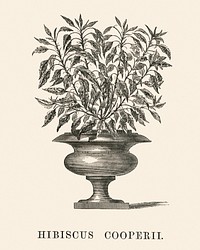 Hibiscus Cooperii engraved by <a href="https://www.rawpixel.com/search/Benjamin%20Fawcett?&amp;page=1">Benjamin Fawcett </a>(1808-1893) for <a href="https://www.rawpixel.com/search/Shirley%20Hibberd?&amp;page=1">Shirley Hibberd</a>&rsquo;s (1825-1890) New and Rare Beautiful-Leaved Plants. Digitally enhanced from our own 1929 edition of the publication.